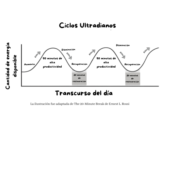 La clave de la productividad está en los ritmos ultradianos